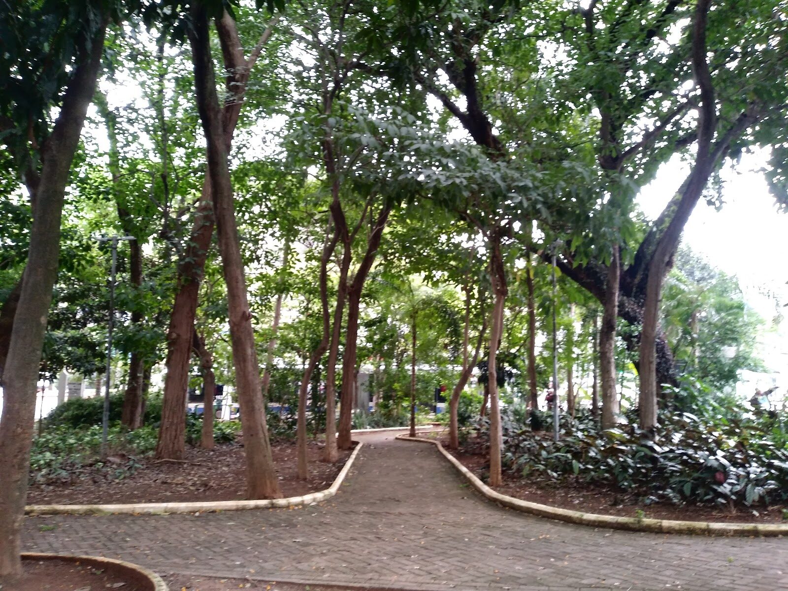 Caminho sob árvores na Praça Irmãos Karmam